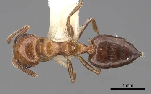 Crematogaster laeviuscula specimen CASENT0922721 image casent0922721_1