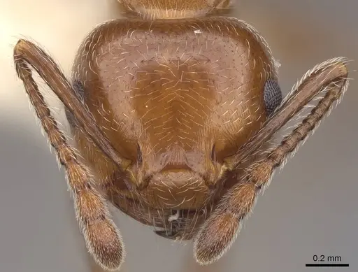 Crematogaster laeviuscula specimen CASENT0922721 image casent0922721_2