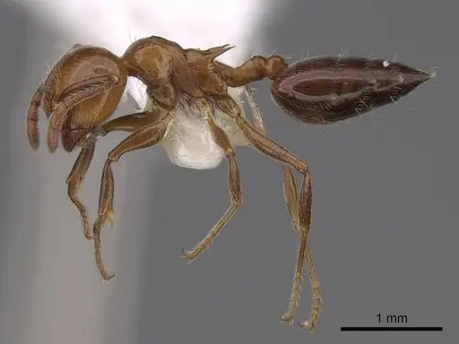 Crematogaster laeviuscula specimen CASENT0922721 image casent0922721_3