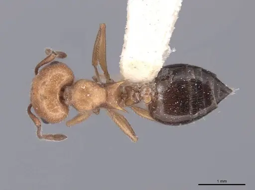Crematogaster laeviuscula specimen FMNHINS0000047746 image fmnhins0000047746_1