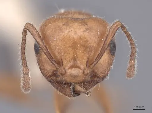 Crematogaster laeviuscula specimen FMNHINS0000047746 image fmnhins0000047746_2