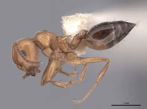 Crematogaster laeviuscula specimen FMNHINS0000047746 image fmnhins0000047746_3