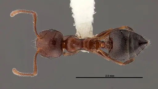 Crematogaster laeviuscula specimen FMNHINS0000088664 image fmnhins0000088664_1