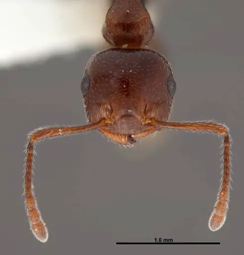 Crematogaster laeviuscula specimen FMNHINS0000088664 image fmnhins0000088664_2