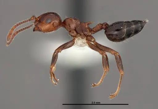 Crematogaster laeviuscula specimen FMNHINS0000088664 image fmnhins0000088664_3