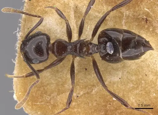 Crematogaster lamottei specimen CASENT0913614 image casent0913614_1