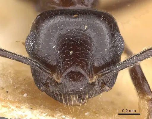 Crematogaster lamottei specimen CASENT0913614 image casent0913614_2