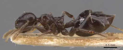 Crematogaster lamottei specimen CASENT0913614 image casent0913614_3