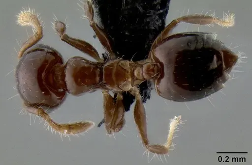 Crematogaster lango specimen CASENT0086553 image casent0086553_1