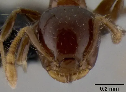 Crematogaster lango specimen CASENT0086553 image casent0086553_2