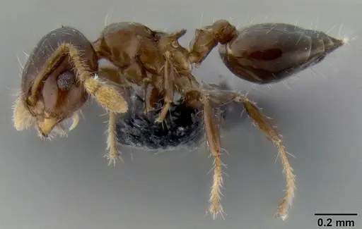 Crematogaster lango specimen CASENT0086553 image casent0086553_3