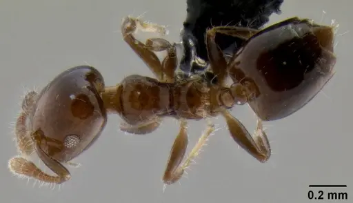 Crematogaster lango specimen CASENT0090624 image casent0090624_1