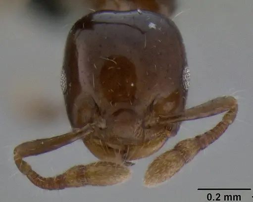 Crematogaster lango specimen CASENT0090624 image casent0090624_2