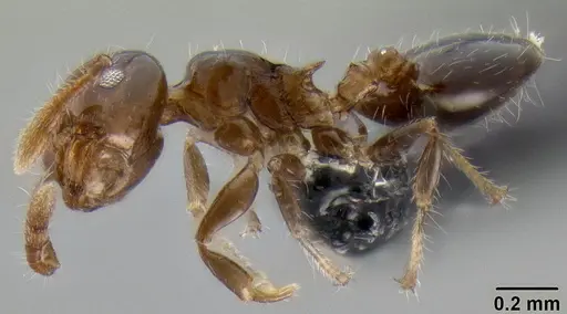 Crematogaster lango specimen CASENT0090624 image casent0090624_3