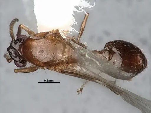 Crematogaster larreae specimen CASENT4031433 image casent4031433_1