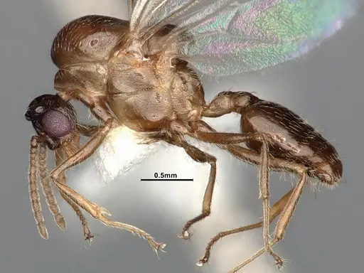 Crematogaster larreae specimen CASENT4031433 image casent4031433_3