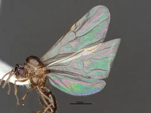 Crematogaster larreae specimen CASENT4031433 image casent4031433_4