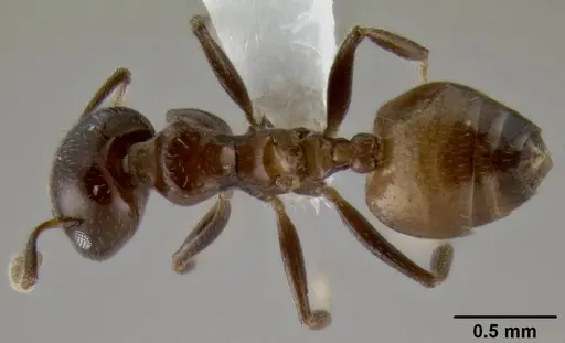 Crematogaster latuka specimen CASENT0193741 image casent0193741_1