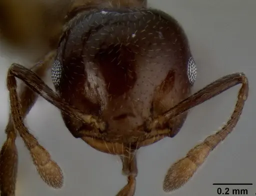 Crematogaster latuka specimen CASENT0193741 image casent0193741_2