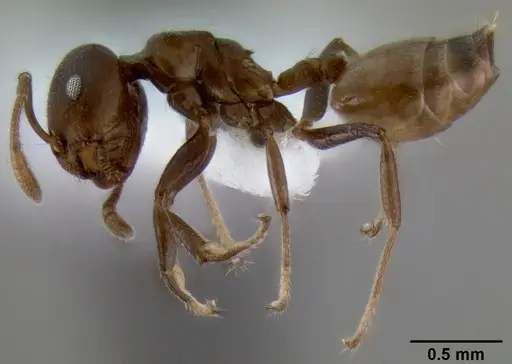 Crematogaster latuka specimen CASENT0193741 image casent0193741_3