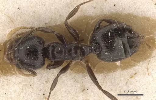 Crematogaster laurenti specimen CASENT0908630 image casent0908630_1