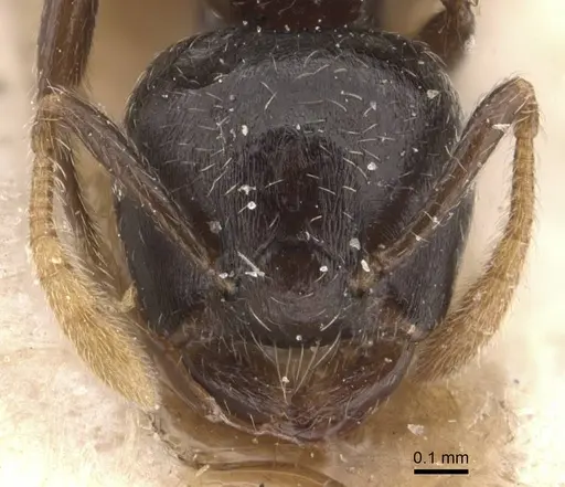 Crematogaster laurenti specimen CASENT0908630 image casent0908630_2