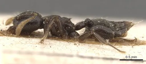 Crematogaster laurenti specimen CASENT0908630 image casent0908630_3