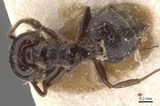 Crematogaster laurenti specimen CASENT0908631 image casent0908631_1