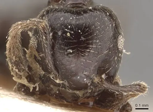 Crematogaster laurenti specimen CASENT0908631 image casent0908631_2