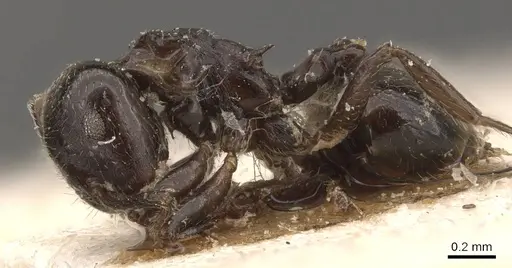 Crematogaster laurenti specimen CASENT0908631 image casent0908631_3