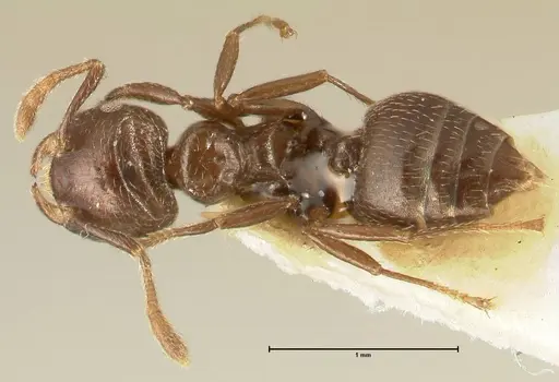 Crematogaster laurenti specimen FOCOL1436 image focol1436_1