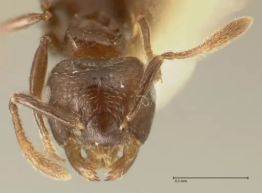 Crematogaster laurenti specimen FOCOL1436 image focol1436_2