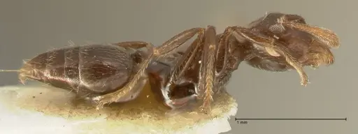 Crematogaster laurenti specimen FOCOL1436 image focol1436_3