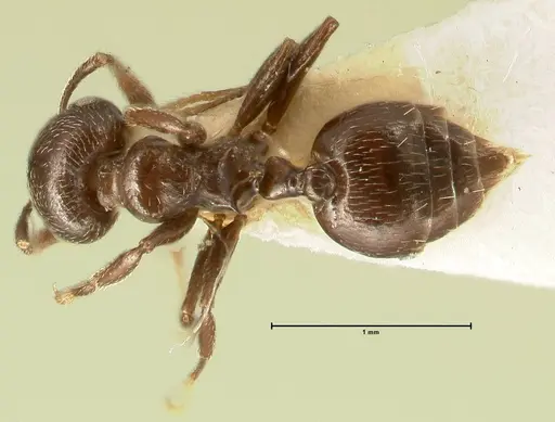 Crematogaster laurenti specimen FOCOL1437 image focol1437_1