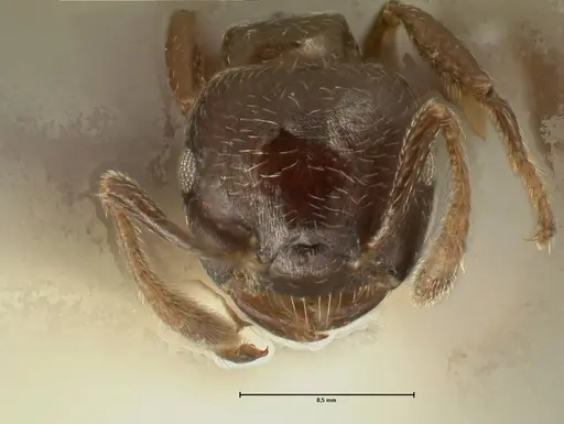 Crematogaster laurenti specimen FOCOL1437 image focol1437_2