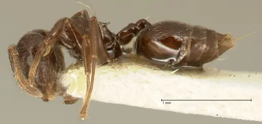Crematogaster laurenti specimen FOCOL1437 image focol1437_3