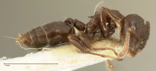 Crematogaster laurenti specimen FOCOL1437 image focol1437_4