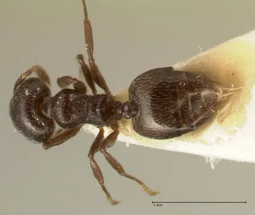 Crematogaster laurenti specimen FOCOL1438 image focol1438_1