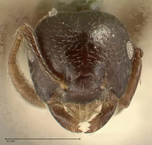 Crematogaster laurenti specimen FOCOL1438 image focol1438_2