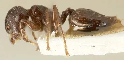 Crematogaster laurenti specimen FOCOL1438 image focol1438_3