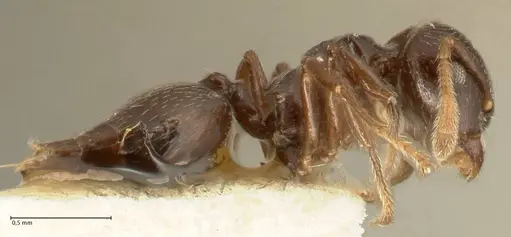 Crematogaster laurenti specimen FOCOL1438 image focol1438_4