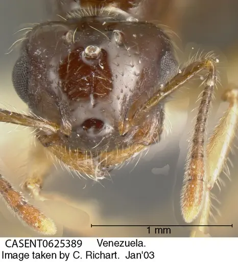 Crematogaster levior specimen CASENT0625389 image casent0625389_1