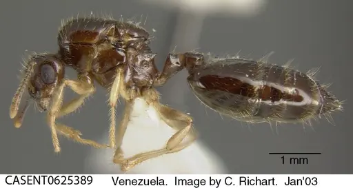 Crematogaster levior specimen CASENT0625389 image casent0625389_2