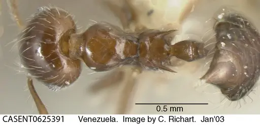 Crematogaster levior specimen CASENT0625391 image casent0625391_1