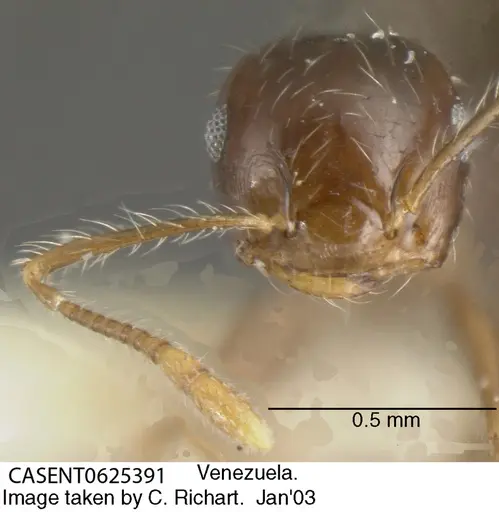 Crematogaster levior specimen CASENT0625391 image casent0625391_2