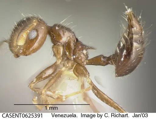 Crematogaster levior specimen CASENT0625391 image casent0625391_3