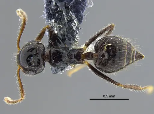 Crematogaster levior specimen CBUMAGENT41936 image cbumagent41936_1