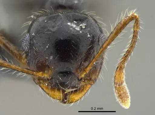 Crematogaster levior specimen CBUMAGENT41936 image cbumagent41936_2