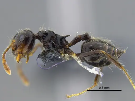 Crematogaster levior specimen CBUMAGENT41936 image cbumagent41936_3