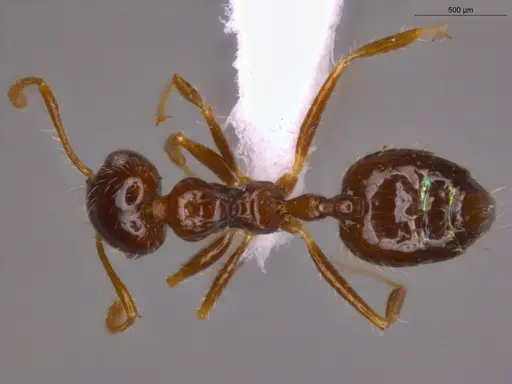 Crematogaster levior specimen ECOFOG-MI15-0237-43 image ecofog-mi15-0237-43_1